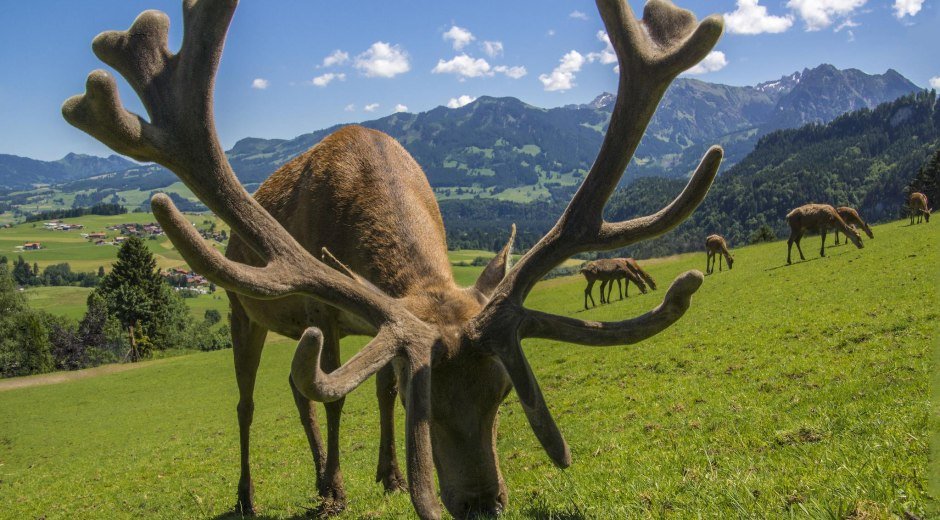 Alpenwildpark in Obermaiselstein - Hirsch © Alpenwildpark
