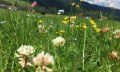 Blumenwiese © Tourismus Hörnerdörfer GmbH