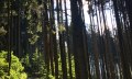 Grüner Weg © Tourismus Hörnerdörfer GmbH