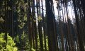 Grüner Weg © Tourismus Hörnerdörfer GmbH