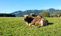 Kühe auf der Weide © Tourismus Hörnerdörfer, MA