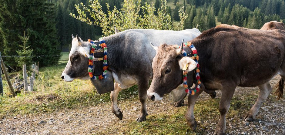 Imposanten Zugschellen © Tourismus Hörnerdörfer