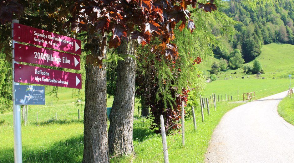 Der Weg führt über die alte Eibe bei Balderschwang bergauf zu den Berggipfeln. © Tourismus Hörnerdörfer GmbH