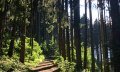 Waldweg © Tourismus Hörnerdörfer GmbH