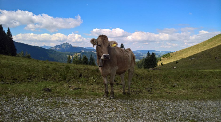 Kuh am Wanderweg in den Allgäuer Bergen