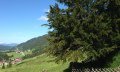 Alte Eibe in Balderschwang