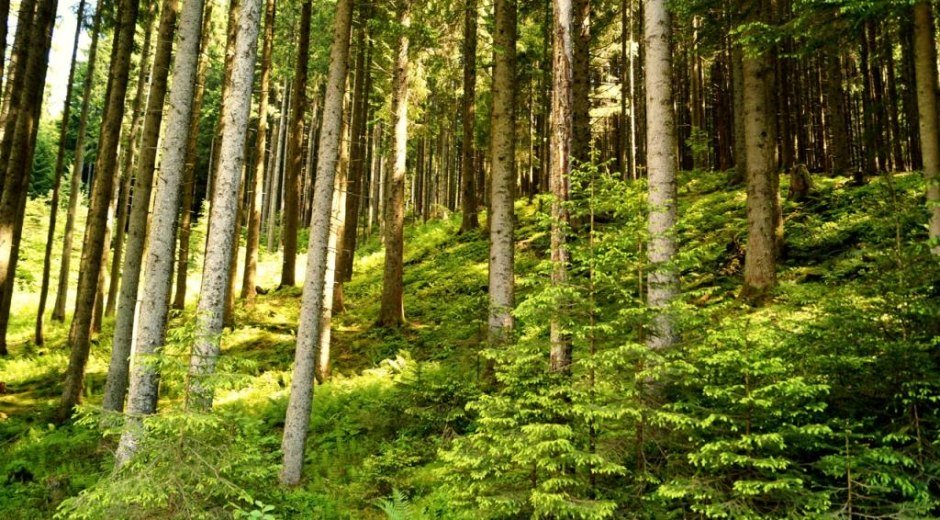 Durch Wald und Wiesen © Tourismus Hörnerdörfer, M. Redecker