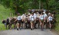 Almabtrieb durch das Steigbachtal © Thomas Gretler