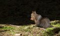 Die "Frechhörnchen" im Weidachwald in Fischen © Tourismus Hörnerdörfer, K.P. Kappest