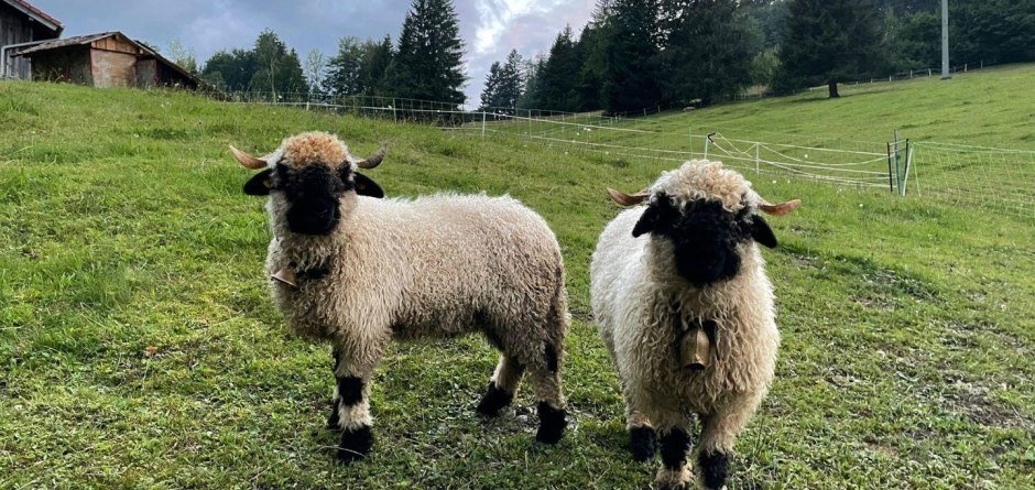 Wally, Anna und Luisa freuen sich auf euren Besuch © Tourismus Hörnerdörfer - C. Rekeny