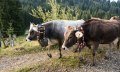 Imposanten Zugschellen © Tourismus Hörnerdörfer