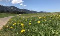 Löwenzahnfrühling im Allgäu