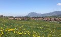 Im Frühjahr erwarten Sie herrliche Löwenzahnfelder wie hier mit Blick auf Bolsterlang