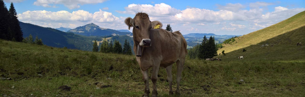 Kuh am Wanderweg in den Allgäuer Bergen