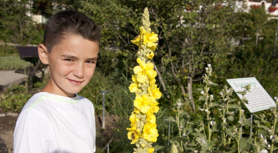 Kräuter, Blumen und Co. © Tourismus Hörnerdörfer, G. Eichholzer