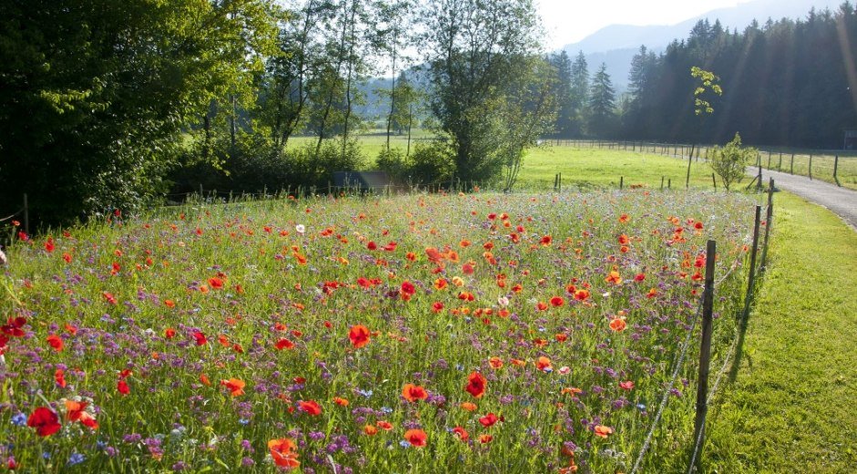 Bunte Blumenwiese im Kurpark in Fischen im Allgäu © Tourismus Hörnerdörfer_G.Eichholzer