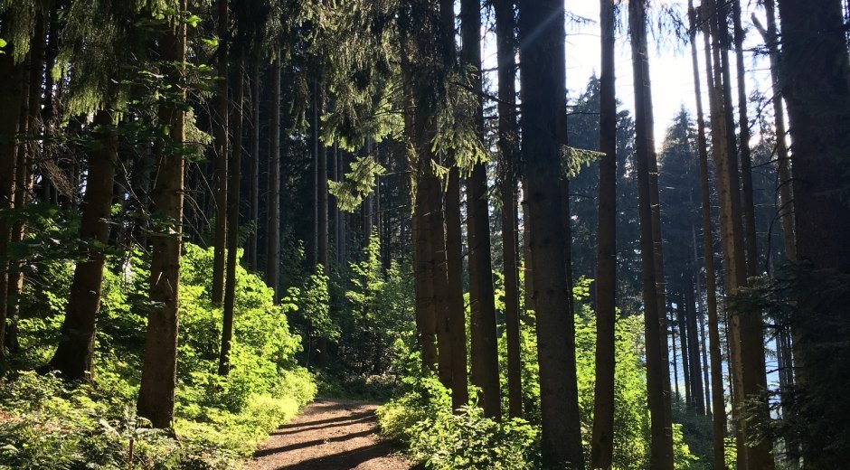 Waldweg © Tourismus Hörnerdörfer GmbH