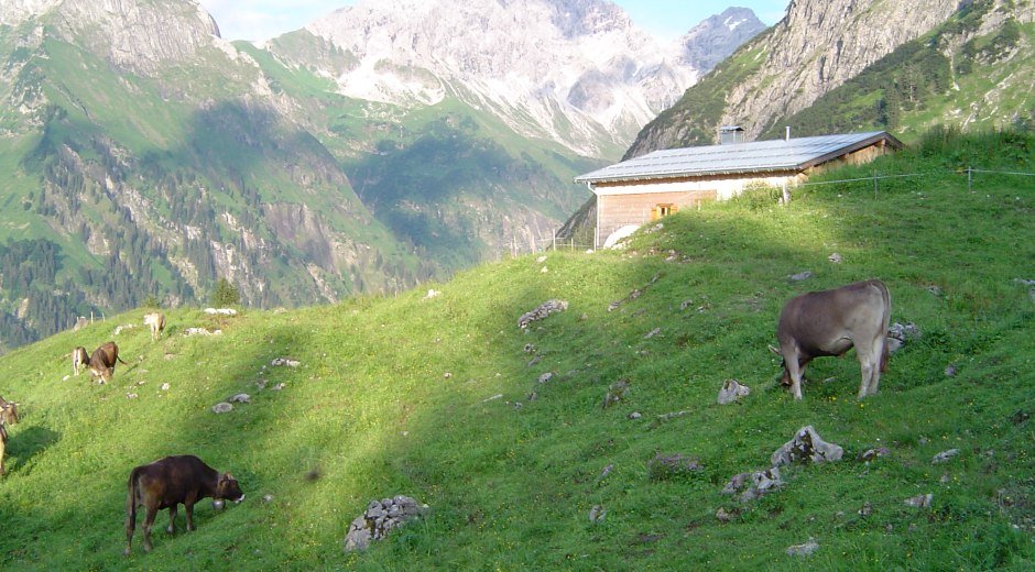 Allgäuer Alpgenuss Alpe © Allgäuer Alpgenuss e.V.