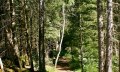 Waldpfad im Tiefenberger Moos © Tourismus Hörnerdörfer, MA