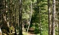 Waldpfad im Tiefenberger Moos © Tourismus Hörnerdörfer, MA