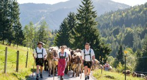 Viehscheid - Einzug der Kühe in Balderschwang © Tourismus Hörnerdörfer, ProVision Media