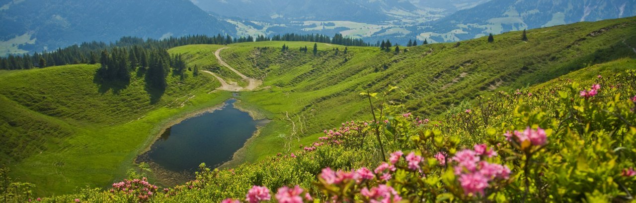 Alpenrosen, Hörnlesee in Wertach im Oberallgäu © Peter Ehme