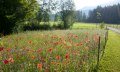 Bunte Blumenwiese im Kurpark in Fischen im Allgäu © Tourismus Hörnerdörfer_G.Eichholzer