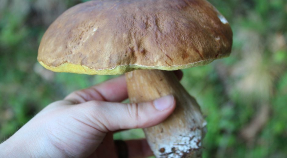 Steinpilze