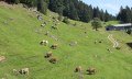 Klösterle Alpe