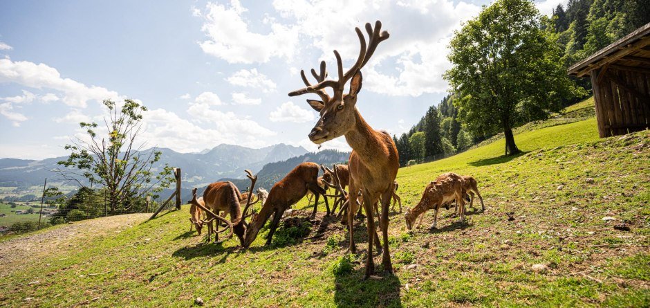 Alpenwildpark Obermaiselstein © Tourismus Hörnerdörfer