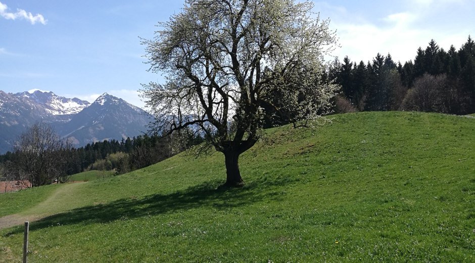 Wiesenweg zurück nach Bolsterlang © Tourismus Hörnerdörfer GmbH