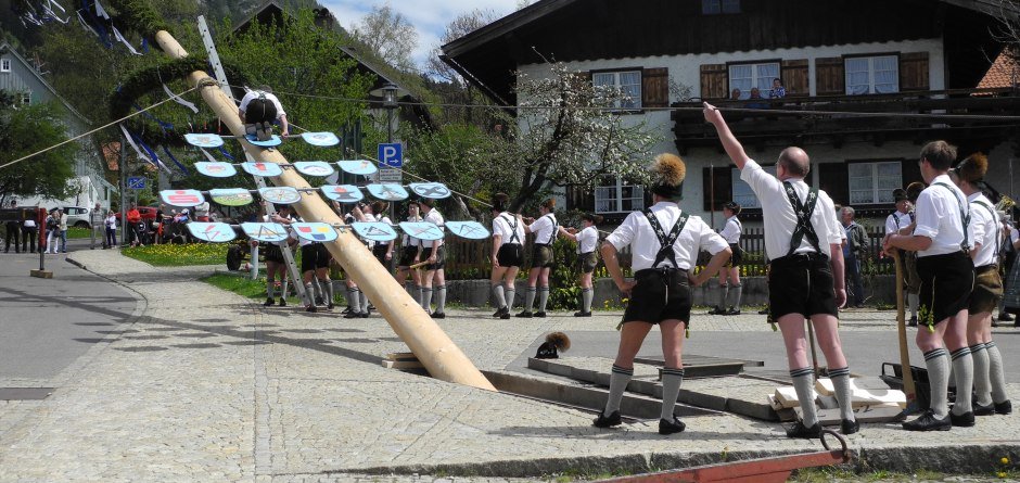 Die ersten Löwenzahnwiesen stehen in voller Blüte und es wieder grün wird im Allgäu. Die Tradition gebietet es, das frische Grün mit dem Maibaumaufstellen zu begrüßen. © ©Gemeinde Burgberg