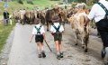 Kleinhirten beim Viehscheid © Tourismus Hörnerdörfer