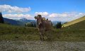 Kuh am Wanderweg in den Allgäuer Bergen