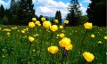 Herrliche Bergwiesen - die Trollblume steht unter Naturschutz © Tourismus Hörnerdörfer, M. Redecker