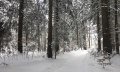 Verschneiter Waldweg bei Bolsterlang © Tourismus Hörnerdörfer, S. Salzberger