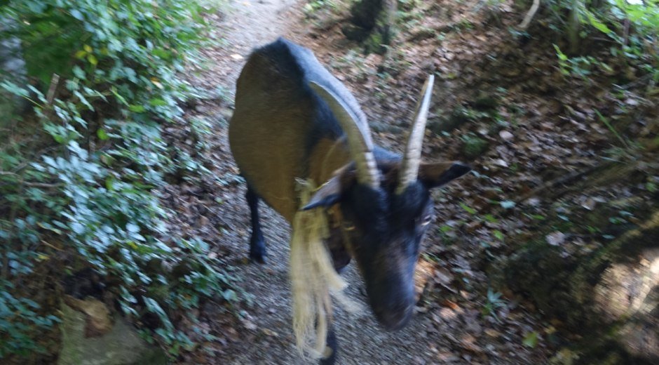Unerwarteter Wegkreuzer