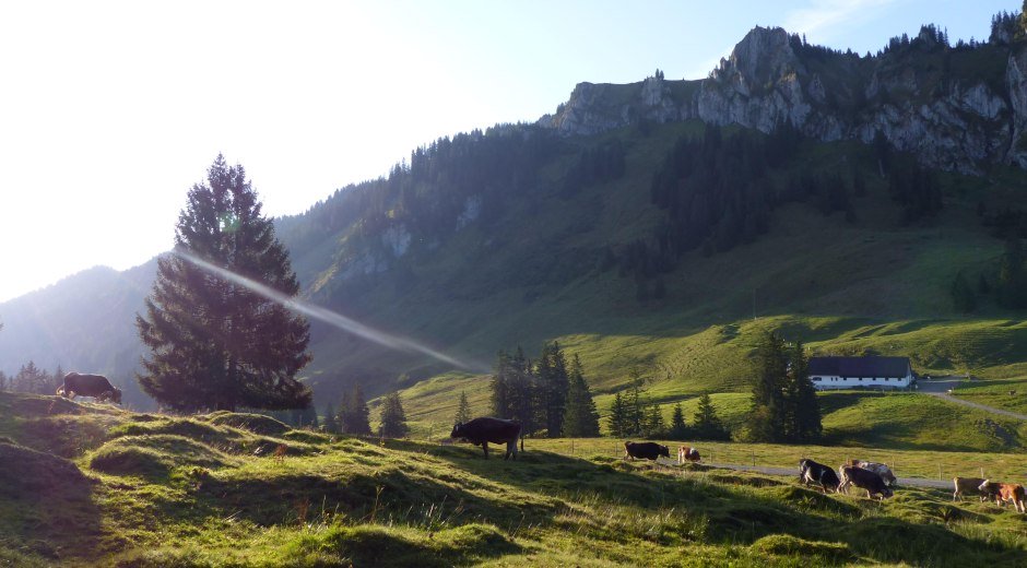Tiere auf der Weide - Alpe Schönberg © Tourismus Hörnerdörfer, Eberle T.