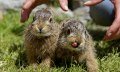 Alpenwildpark in Obermaiselstein - Hasen © Alpenwildpark